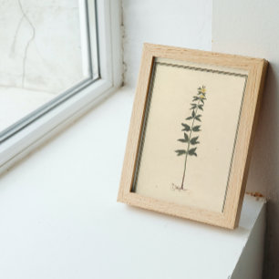 Botanischer Studienposter Poster