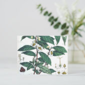 Botanischer Vintager grüner Tee Postkarte (Stehend Vorderseite)