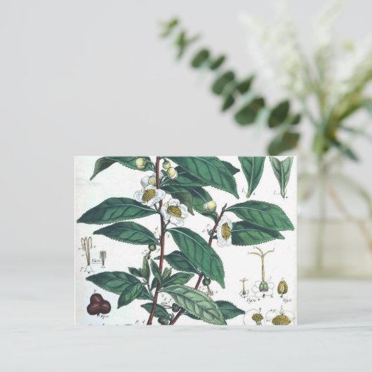 Botanischer Vintager grüner Tee Postkarte (Stehend Vorderseite)