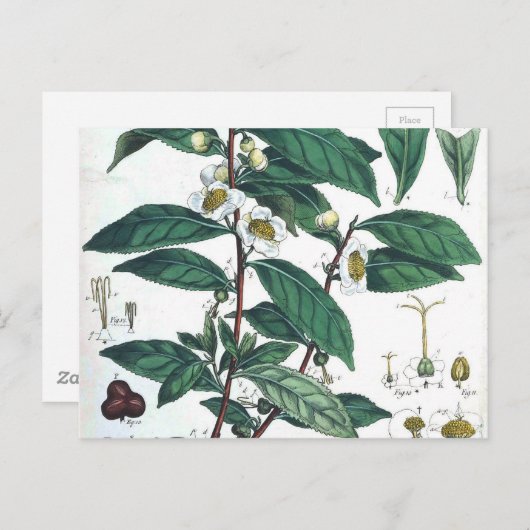 Botanischer Vintager grüner Tee Postkarte (Vorne/Hinten)
