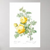 BOTANISCHER "YELLOW ROSE" REDOUTÉ POSTER (Vorne)