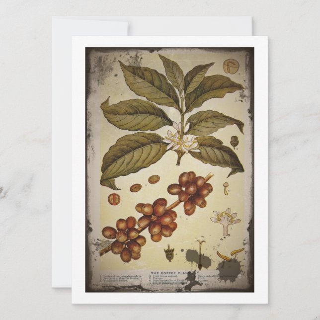 Botanischer Zeichn der Kaffee-Pflanze (Vorderseite)