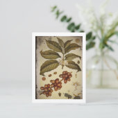 Botanischer Zeichn der Kaffee-Pflanze Postkarte (Stehend Vorderseite)