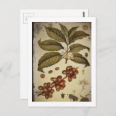 Botanischer Zeichn der Kaffee-Pflanze Postkarte (Vorne/Hinten)