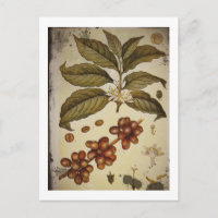 Botanischer Zeichn der Kaffee-Pflanze