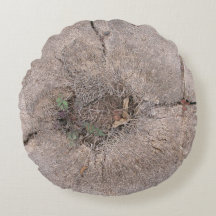 Botanisches Cut Palm Tree Foto