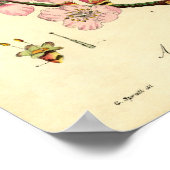 Botanisches Druckmandelblatt (Amygdalus communis) Poster (Ecke)