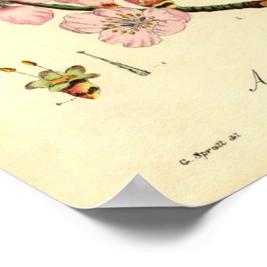 Botanisches Druckmandelblatt (Amygdalus communis) Poster (Ecke)