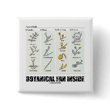 Botanisches Fan-Innere (Arten der Knospen)