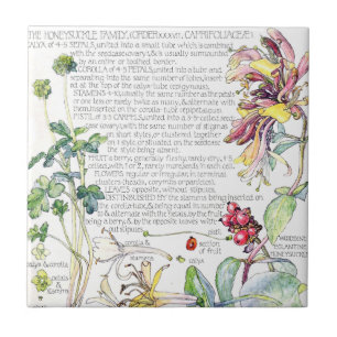 Botanisches Geißblatt-Wildblumen-Blumen-Kachel Fliese