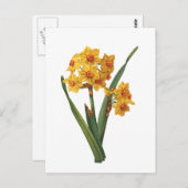 Botanisches Gelbdodel Postkarte (Vorne/Hinten)