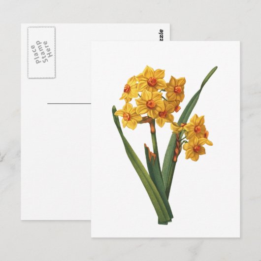 Botanisches Gelbdodel Postkarte (Vorne/Hinten)