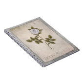 Botanisches IllustrationsNotebook - Weiße Rose Notizblock (Rechte Seite)