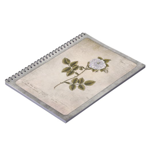 Botanisches IllustrationsNotebook - Weiße Rose Notizblock (Linke Seite)