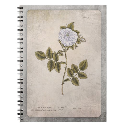 Botanisches IllustrationsNotebook - Weiße Rose Notizblock (Vorderseite)