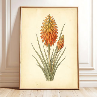 Botanisches Kniphofia-Leinwanddruck-Wandkunst Poster