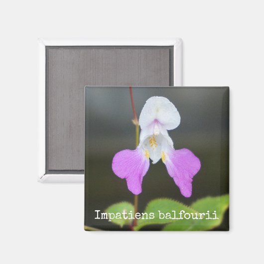 Botanisches Magnet des armen Mannes (Vorderseite/Rückseite)