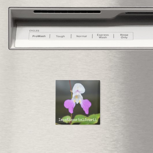 Botanisches Magnet des armen Mannes (In Situ (Geschirrspüler))