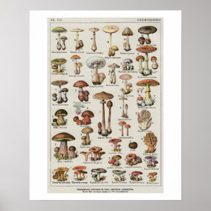 Botanisches Pilz-Diagramm Poster