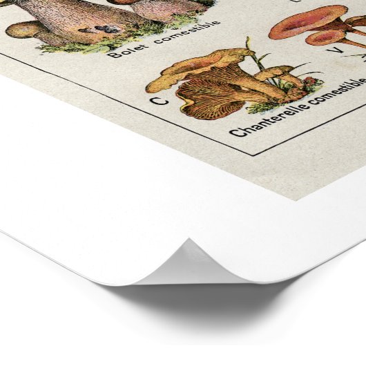 Botanisches Pilzdiagramm Poster (Ecke)