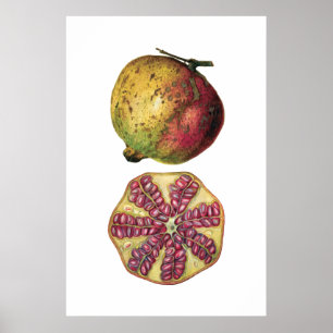 Botanisches Plakat der GRANATAPFEL-Frucht