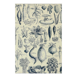 botanisches Poster