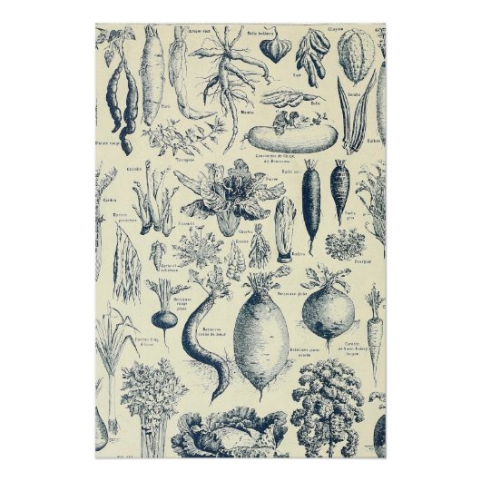 botanisches Poster (Vorderseite)