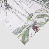 Botanisches Seidenpapier (Detail)