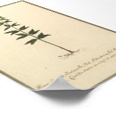 Botanisches Studienplakat Poster (Ecke)