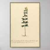 Botanisches Studienplakat Poster (Vorne)