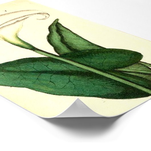 Botanisches Vintages Blume Poster (Ecke)