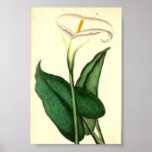 Botanisches Vintages Blume Poster (Vorne)