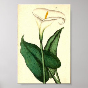 Botanisches Vintages Blume Poster
