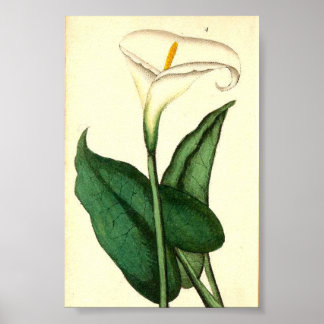 Botanisches Vintages Blume Poster