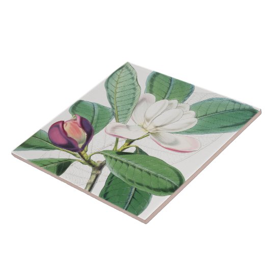 Botanisches Weißes Magnolia und grüne Blätter Fliese (Seite)