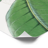 Botanisches Weißes Magnolia und grüne Blätter Poster (Ecke)