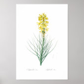 BOTANISCHES "YELLOW ASPHODEL" REDOUTÉ POSTER (Vorne)