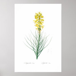 BOTANISCHES "YELLOW ASPHODEL" REDOUTÉ POSTER
