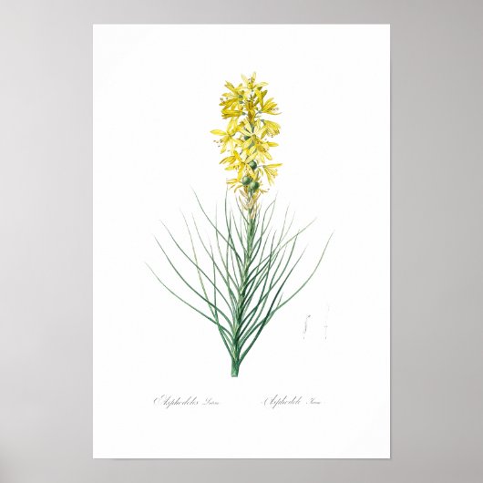BOTANISCHES "YELLOW ASPHODEL" REDOUTÉ POSTER (Vorne)