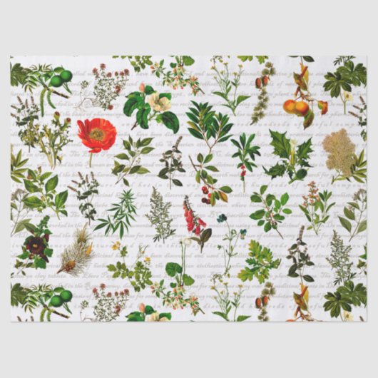 Botany Pharmaceutical Herbs Blume Herbarium Seidenpapier (Vorderseite)