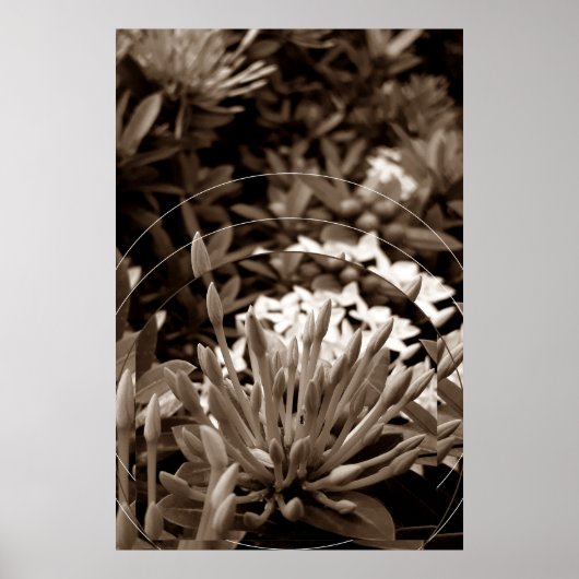 Botões Poster (Vorne)