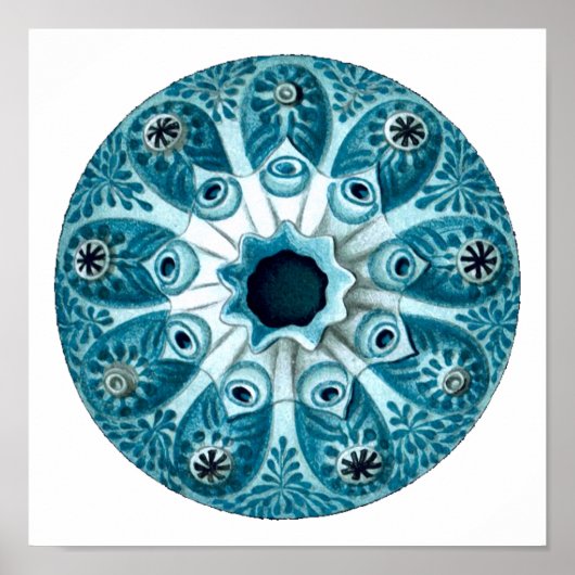 Botryllus Polycyclus Ernst Haeckel Kunstkunst Poster (Vorne)