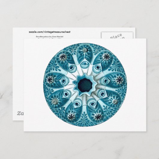 Botryllus Polycyclus Ernst Haeckel Kunstkunst Postkarte (Vorne/Hinten)