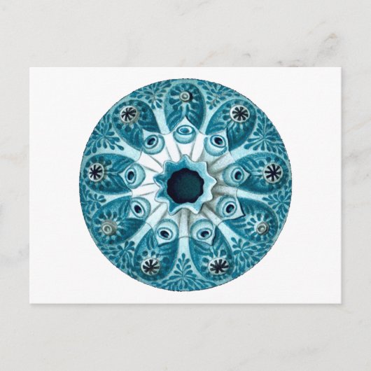 Botryllus Polycyclus Ernst Haeckel Kunstkunst Postkarte (Vorderseite)