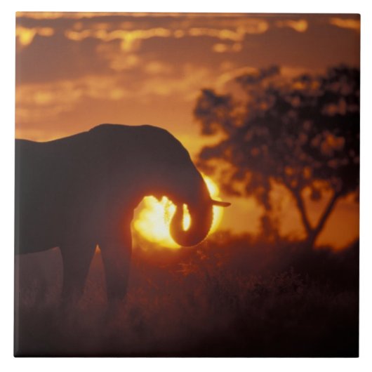 Botsuana, Chobe National Park, Bull Elephant Fliese (Vorderseite)