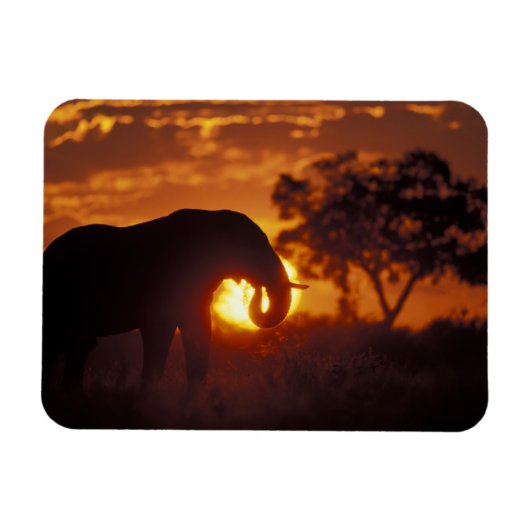 Botsuana, Chobe National Park, Bull Elephant Magnet (Horizontal)