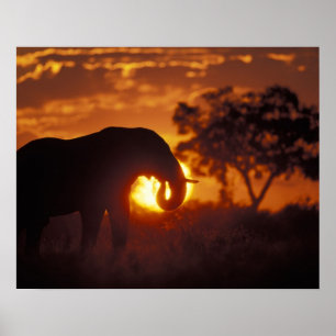 Botsuana, Chobe National Park, Bull Elephant Poster