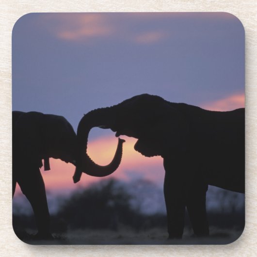 Botsuana, Chobe National Park, Elefanten Getränkeuntersetzer (Vorderseite)