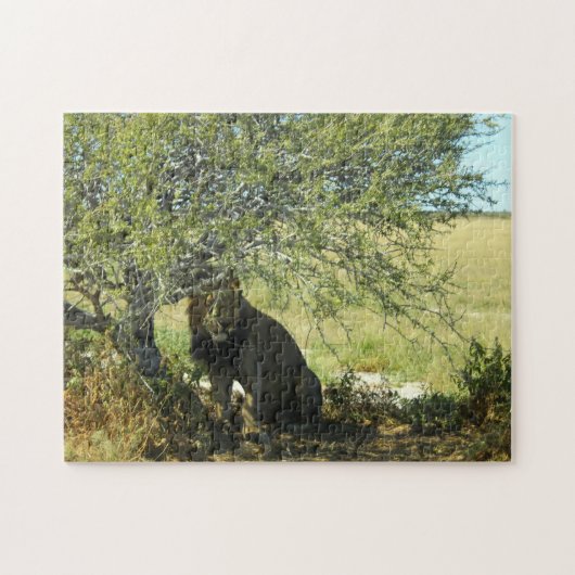 Botswana Central Kalahari Lion Savannah Africa Puzzle (Horizontal)