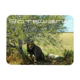 Botswana Central Kalahari Lion Savannah Travel Magnet